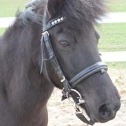 Anden særlig race Fie