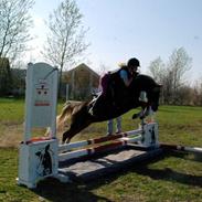 Welsh Pony (sec B) Total Surprise AA SOLGT TIL SJÆLLAND