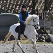 Anden særlig race Samson