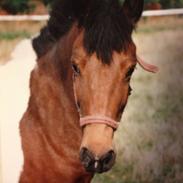 Anden særlig race Sacret Spirit