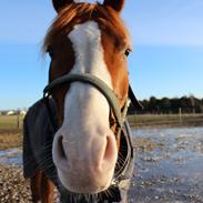 Palomino Marielyst Mr. Perfect