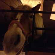 Haflinger Kousteds Ronja