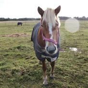 Haflinger Kousteds Ronja