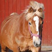 Haflinger Kousteds Ronja