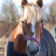Haflinger Kousteds Ronja