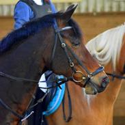 Anden særlig race Lucky