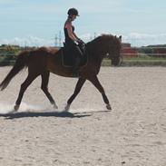 Anden særlig race Lindholms Model