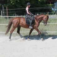 Anden særlig race Lindholms Model