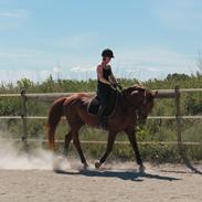 Anden særlig race Lindholms Model