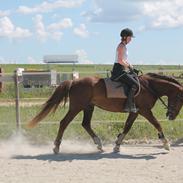 Anden særlig race Lindholms Model