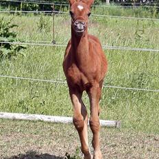 Arabisk fuldblod (OX) Taleb Zameel Ibn Finally SOLGT !