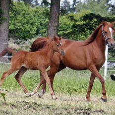 Arabisk fuldblod (OX) Taleb Zameel Ibn Finally SOLGT !