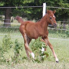 Arabisk fuldblod (OX) Taleb Zameel Ibn Finally SOLGT !