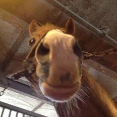 Anden særlig race Sebastian(Sebo)<3