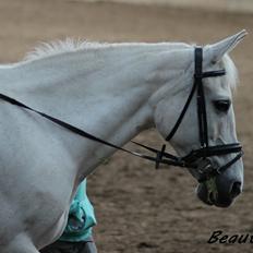 Anden særlig race Beauty R.I.P