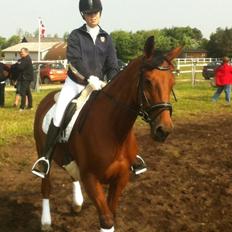 Anden særlig race Madeira