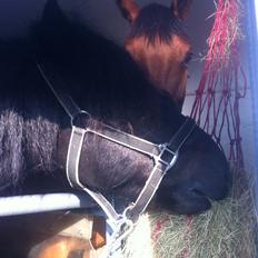 Anden særlig race Madeira