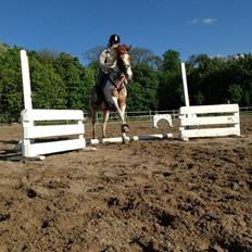 Hollandsk Sportspony Pablo P.