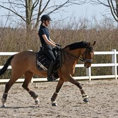 Tysk Sportspony HB Dreamgirl