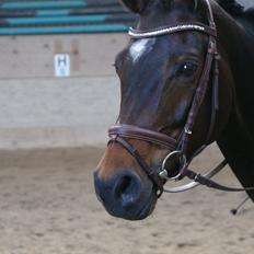 Tysk Varmblod Collina 5