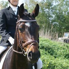 Tysk Varmblod Collina 5