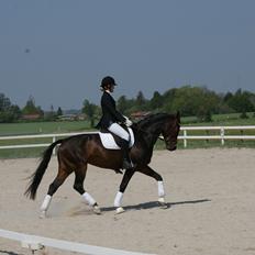 Tysk Varmblod Collina 5