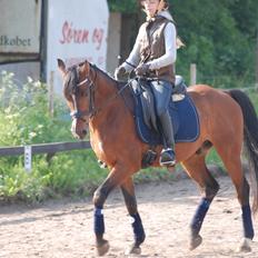 Hollandsk Sportspony Nando