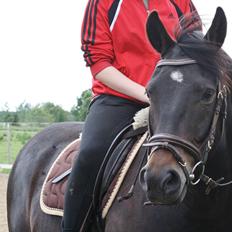 New Forest Krondalens Dropan