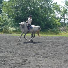 Anden særlig race Gucci