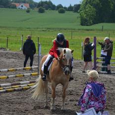 Haflinger Nich Kastanjegård