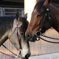 Quarter Dq Fire Deano Jack