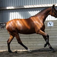 Dansk Varmblod Sweet-Heart B