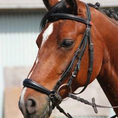 Tysk Sportspony Chantree