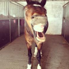 Welsh Cob (sec D) FRENDERUPGÅRDS AKITA