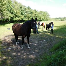 Holstener LIKA AF KONGEÅDAL