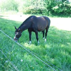 Holstener LIKA AF KONGEÅDAL
