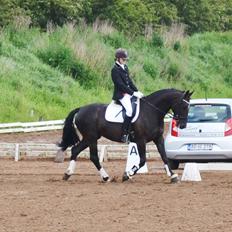 Anden særlig race Lady Gaga