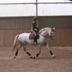 Holstener Bøggild's Lazanta