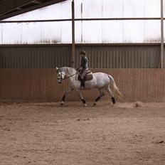 Holstener Bøggild's Lazanta