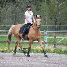 Palomino Chess Stauslykke