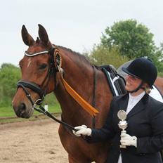 Dansk Varmblod Holstegårds Picachia 