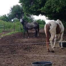 Trakehner Edelstern(my future)