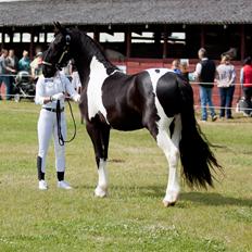 Tobiano Friesian ~Bentley~ af Bølå