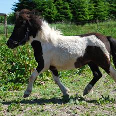 Miniature Shetlænder lille hesten