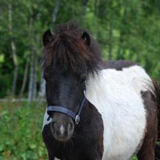 Miniature Shetlænder lille hesten