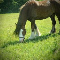Irish Cob Caffrey 