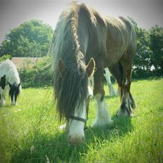 Irish Cob Caffrey 