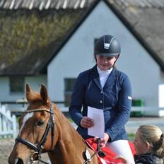 Irsk Sportspony Lakeland Little Wonder