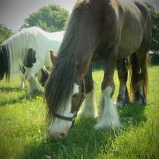 Irish Cob Caffrey 
