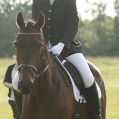 Dansk Varmblod Master's Future